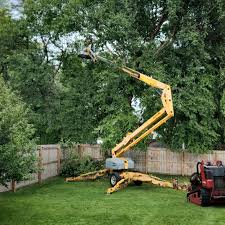 Professional Tree Services in Yuma, CO