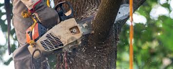 Best Tree Cabling and Bracing  in Yuma, CO