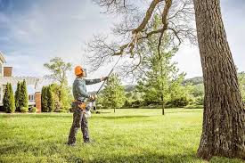 Professional Tree Services in Yuma, CO