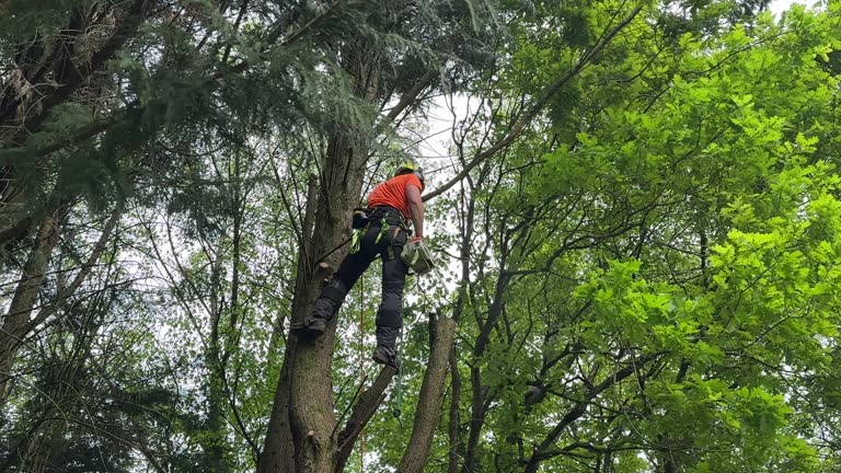 How Our Tree Care Process Works  in  Yuma, CO