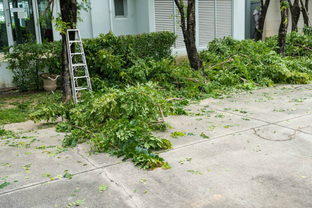 Best Root Management and Removal  in Yuma, CO