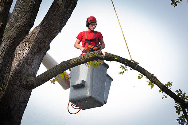 Best Emergency Tree Removal  in Yuma, CO
